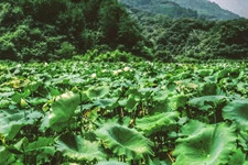 陈允斌 | 祛湿瘦身之外，荷叶还有更多妙处