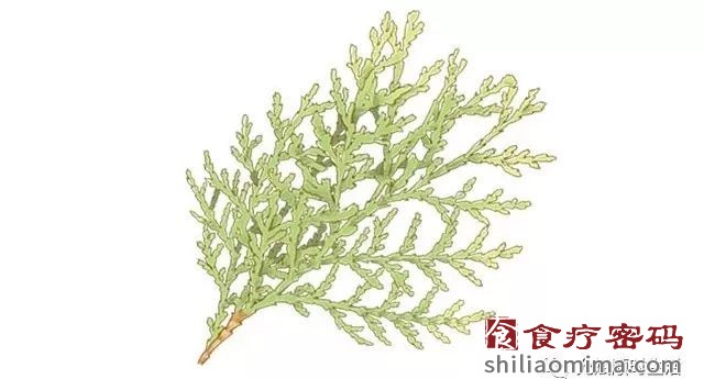 家庭自制美颜用品（二）：生发药酒