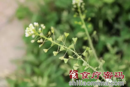 上巳节的养生食方：荠菜煮鸡蛋