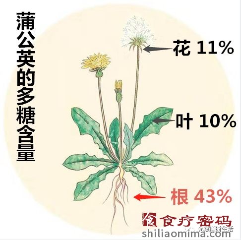 蒲公英，至贱而有大功，惜世人不知用之