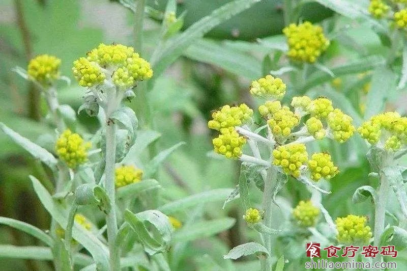 清明节气的养生 | 吃“清明菜”，降压止咳防过敏