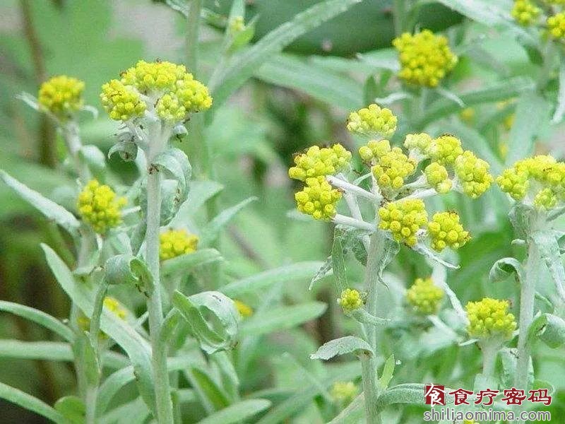 清明时节清明菜：降压止咳防过敏