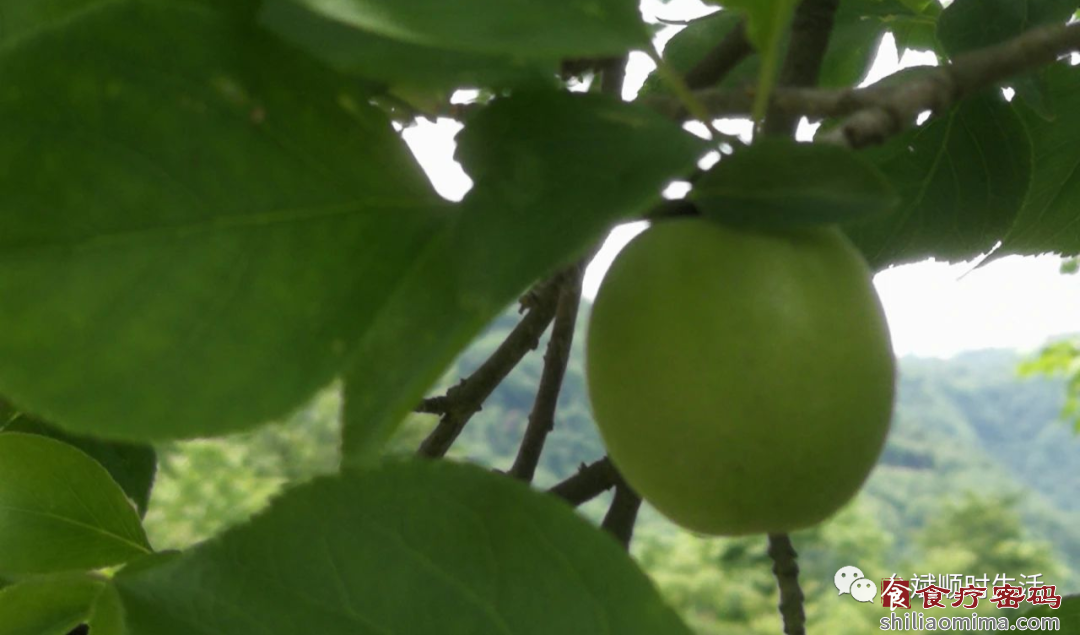 小满时节，吃梅接命