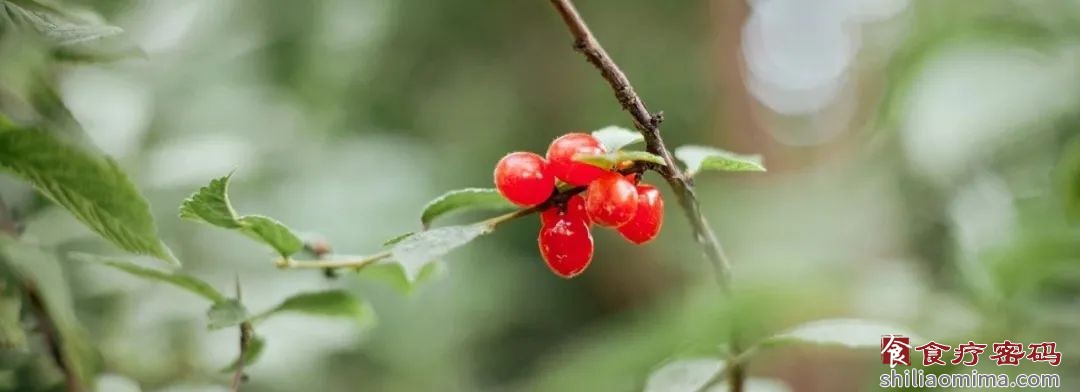 芒种节气的养生食方