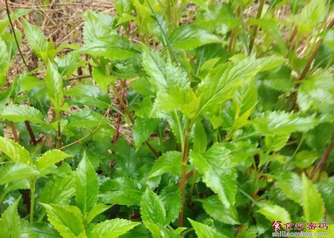 清明节气的养生 | 吃“清明菜”，降压止咳防过敏