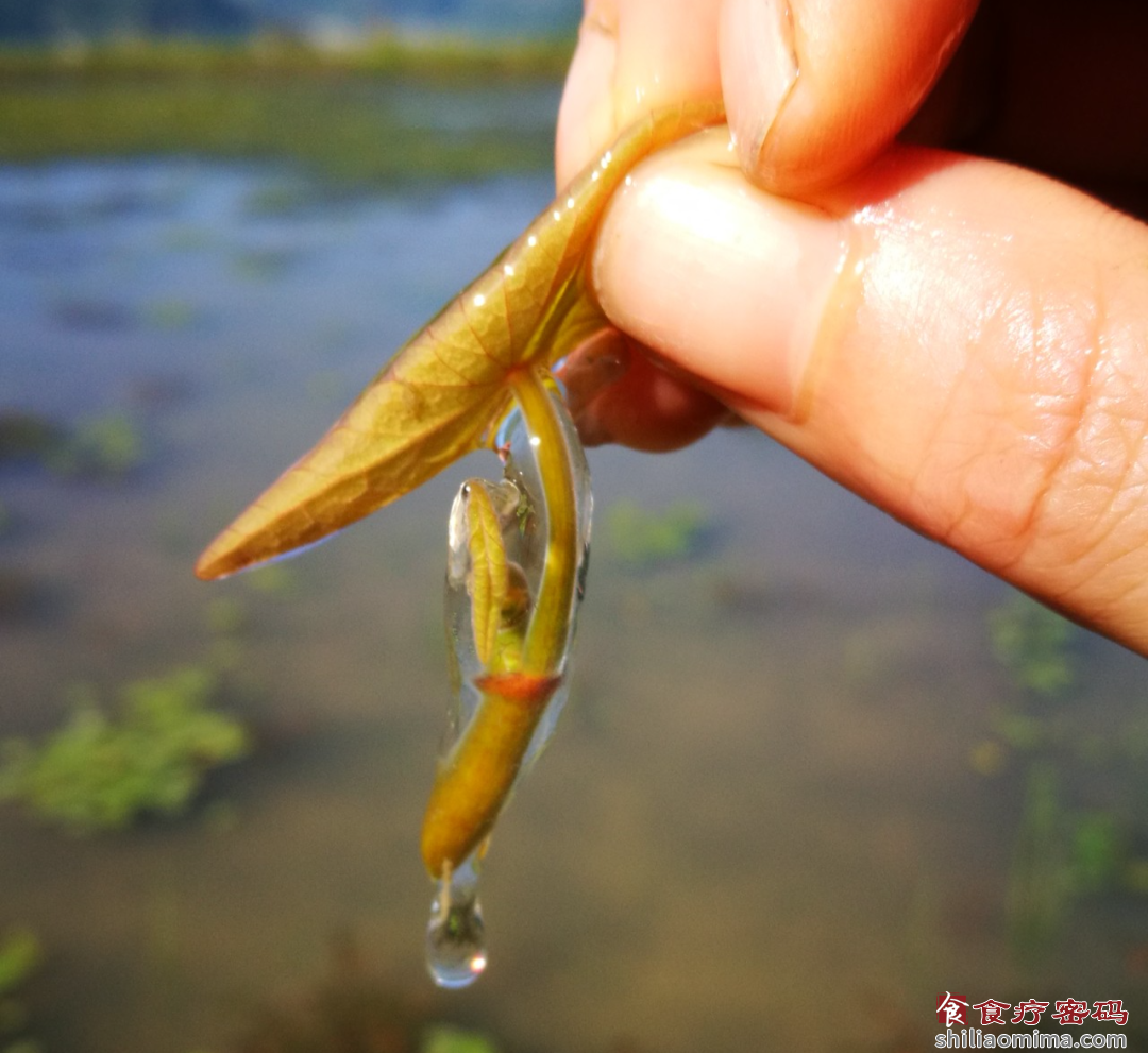 “水中燕窝” ：养颜抗衰的莼菜