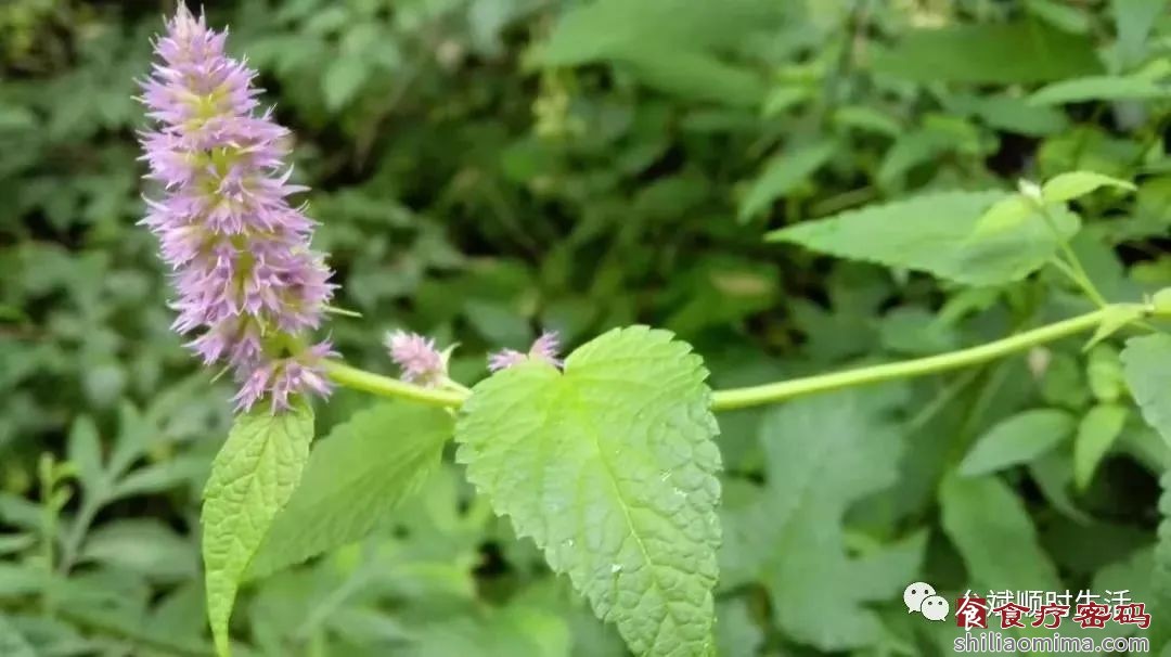 夏五月：浴兰汤兮沐芳