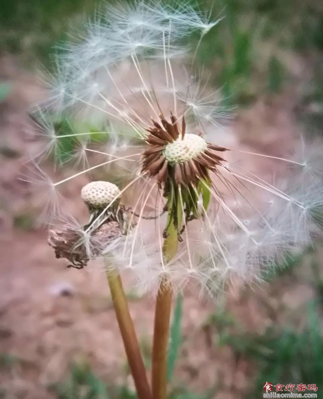 蒲公英，至贱而有大功，惜世人不知用之