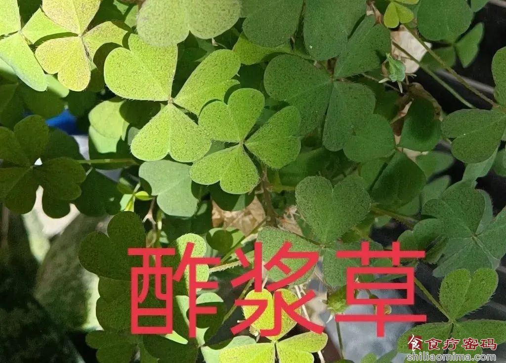 医案：头顶长花见过没？（有毛发恐惧症的人慎点）