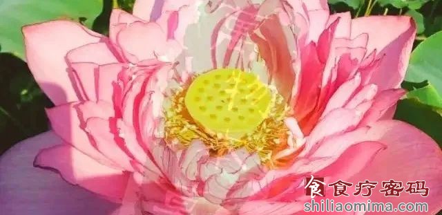 七夕，采一朵莲花来养颜：莲花驻颜粉