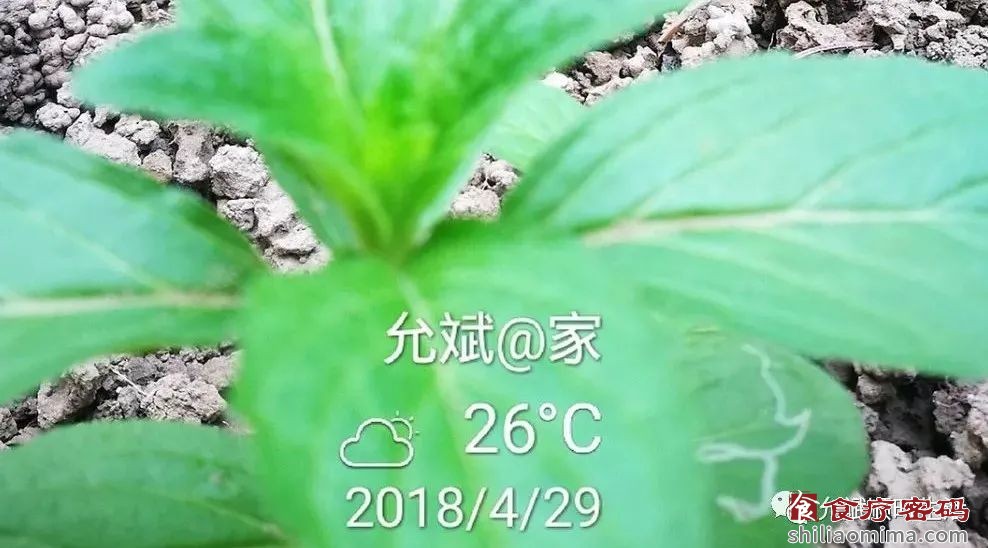 缓解秋季花粉过敏症的抗敏五香茶