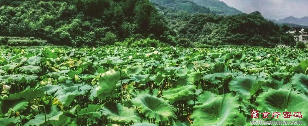 陈允斌 | 祛湿瘦身之外，荷叶还有更多妙处