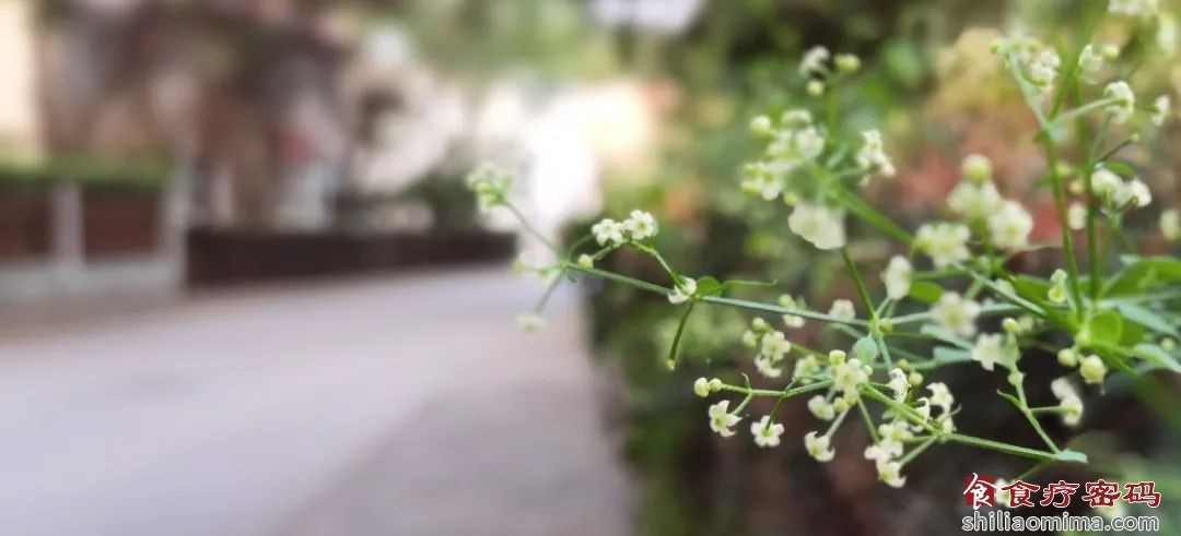 缓解秋季花粉过敏症的抗敏五香茶